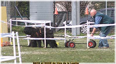 bouvier des flandres et attelage canin - Elevage du Clos de la Luette  -  Copyright depose